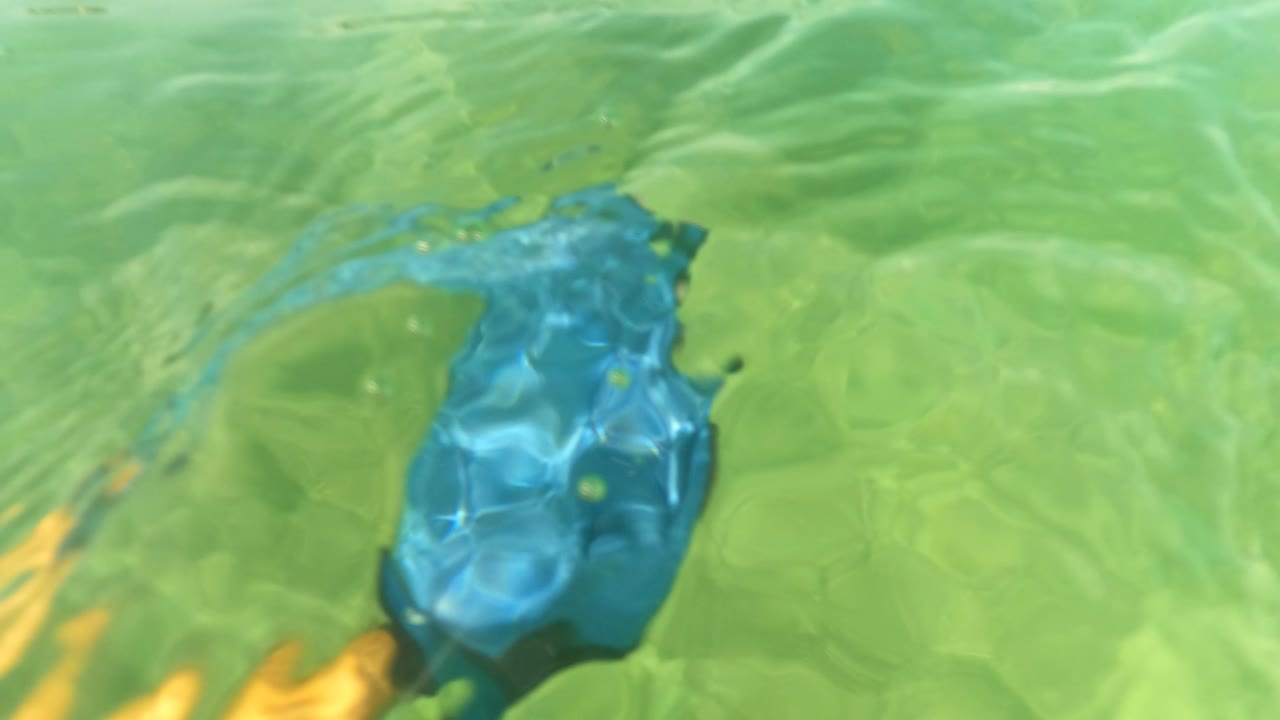 A blue snorkel fin sits close to the water surface in San Jose del Cabo, with green water and rippled reflections around it.