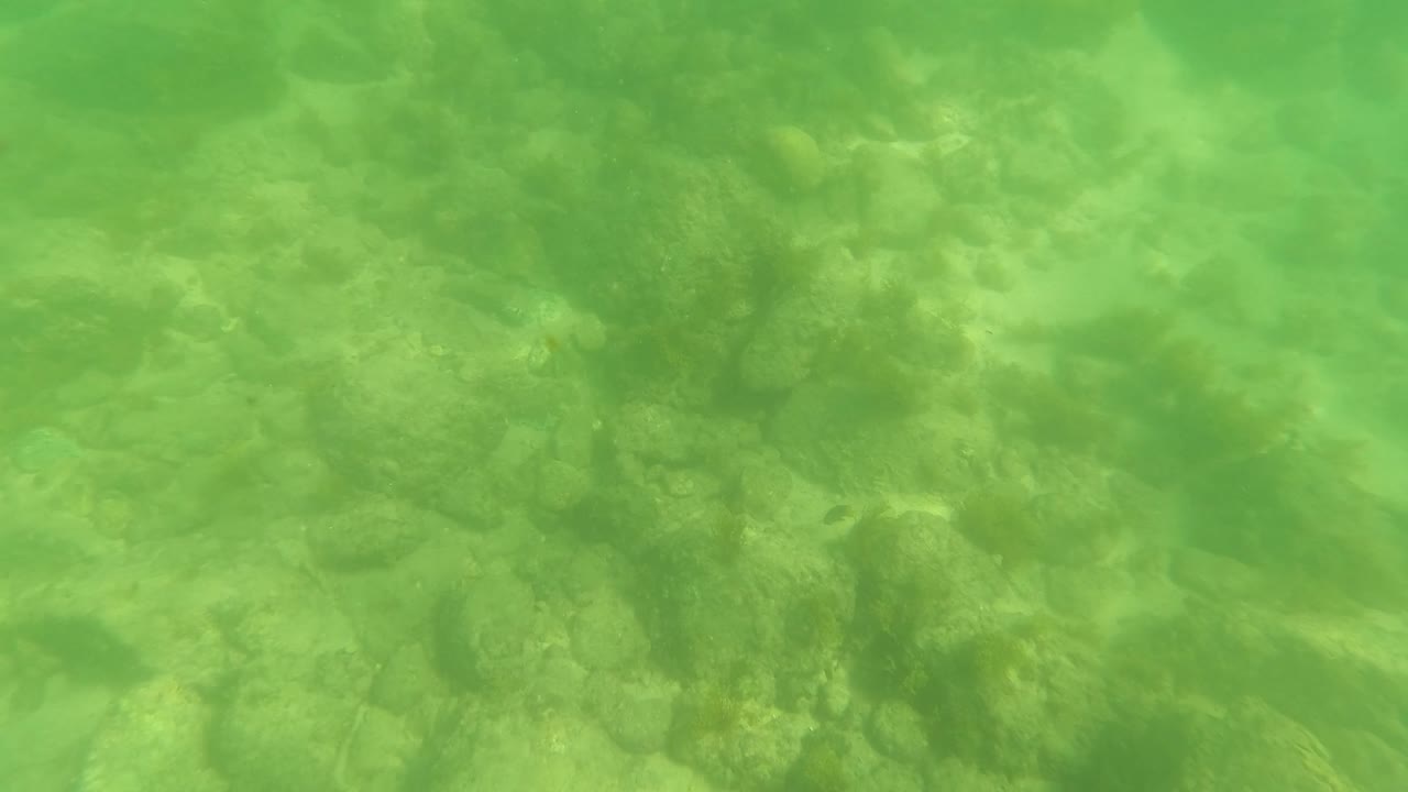 At 0:00, green water covers a rocky seabed with algae in San Jose Del Cabo, Baja California Sur, with no visible people.