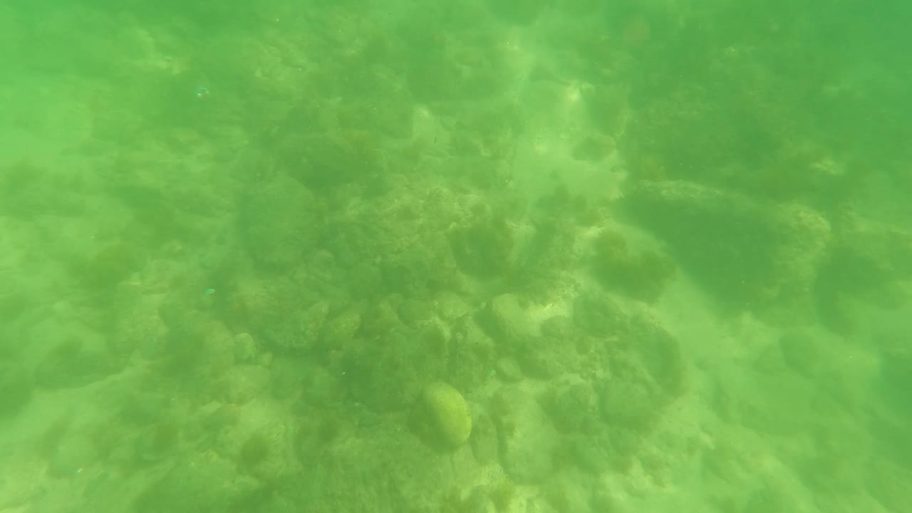 At 0:01, the underwater frame shows uneven rocks and algae through green-tinted water in San Jose Del Cabo, with no visible people.