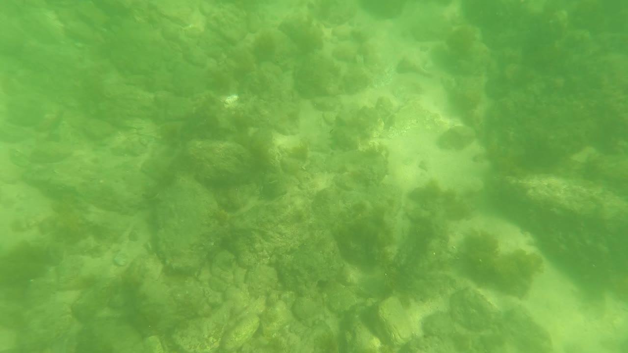 At 0:02, algae-darkened stones remain visible below the green water in San Jose Del Cabo, Baja California Sur, with no visible people.
