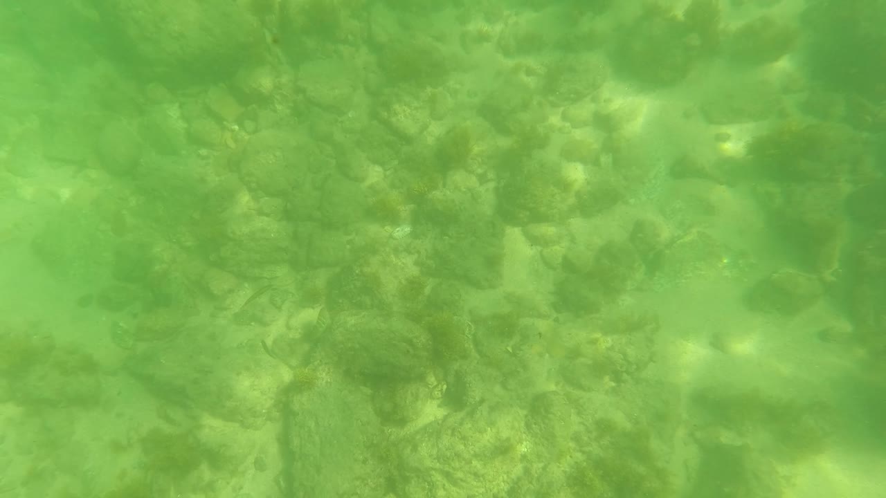 Green underwater seabed with rocks and marine growth.