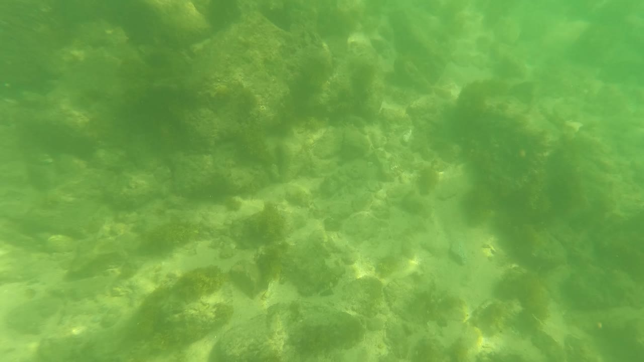 Rocky seabed remains visible through green-tinged water in San Jose Del Cabo, with scattered algae and no visible people.
