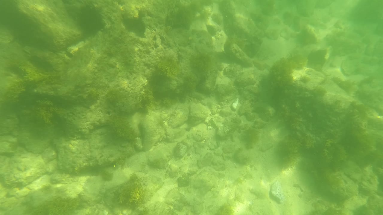 A clearer section of the San Jose Del Cabo seabed shows uneven rocks, pale sand pockets, algae growth, and no visible people.