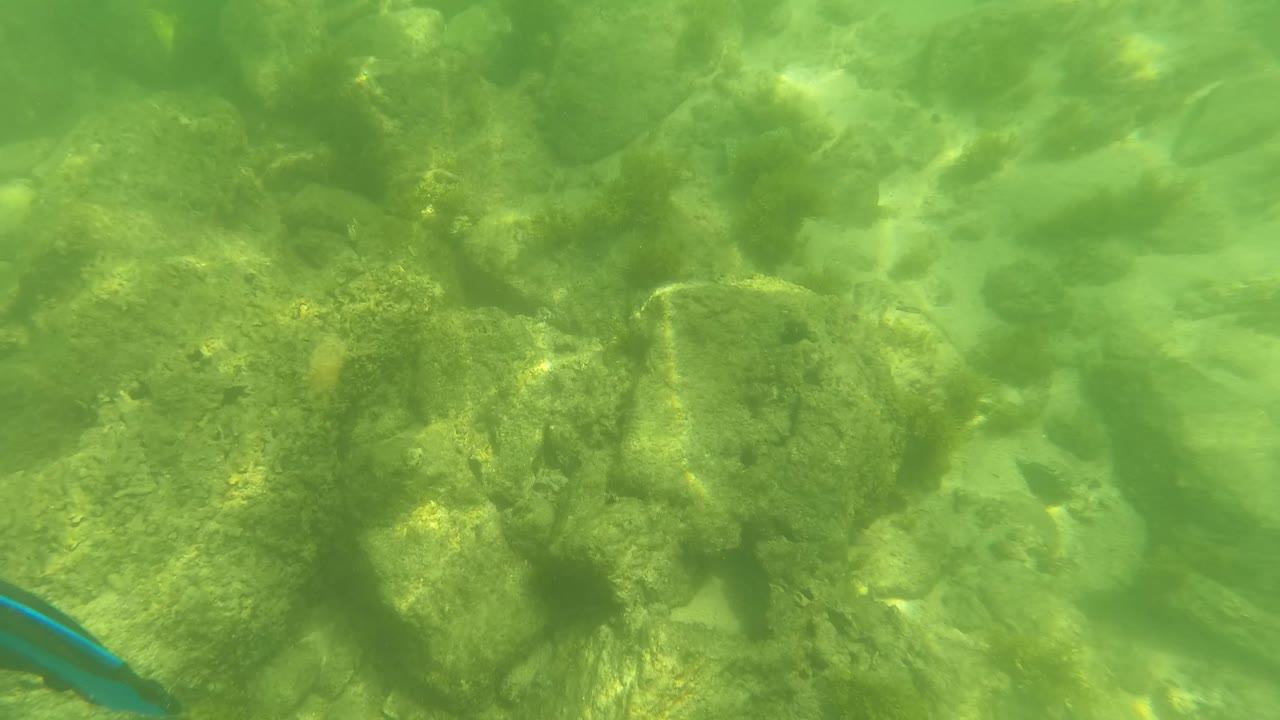 Underwater rocks and algae fill the San Jose Del Cabo frame, with faint small fish visible in the water and no visible people.