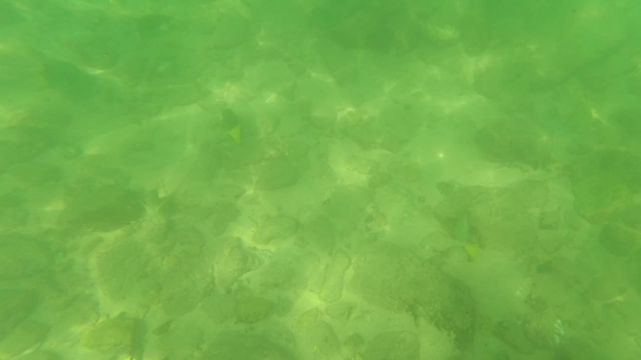 Clear green water covers rounded stones on the stream bed in San Jose Del Cabo, with mottled light and no visible people.