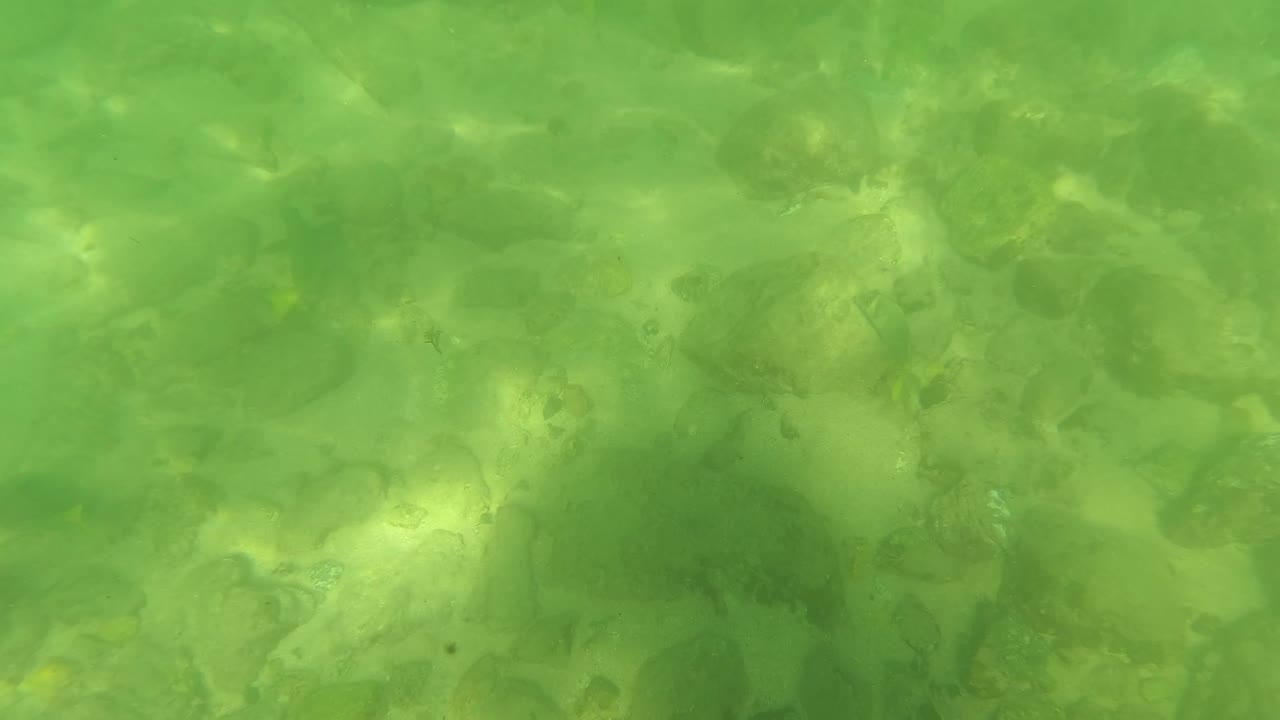 The submerged rocky bottom in San Jose Del Cabo remains visible through green water, with broader pale stones and no visible people.