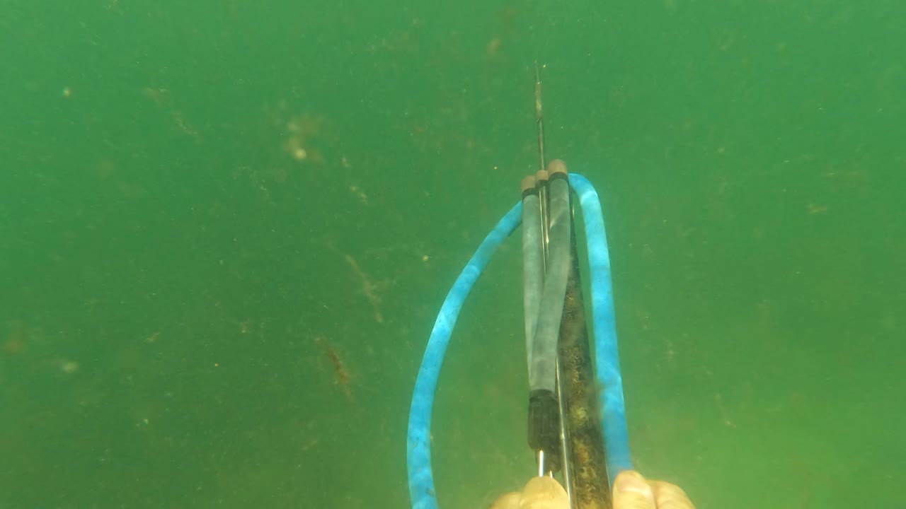 A blue speargun band loops beside the dark speargun body in green water, with no face visible in San Jose Del Cabo, Baja California Sur, Mexico.