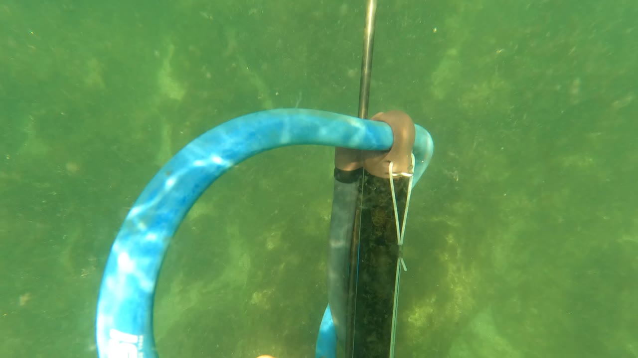 The blue curved band and black shaft of the speargun fill the underwater frame in San Jose Del Cabo, with green water in the background and no visible people.