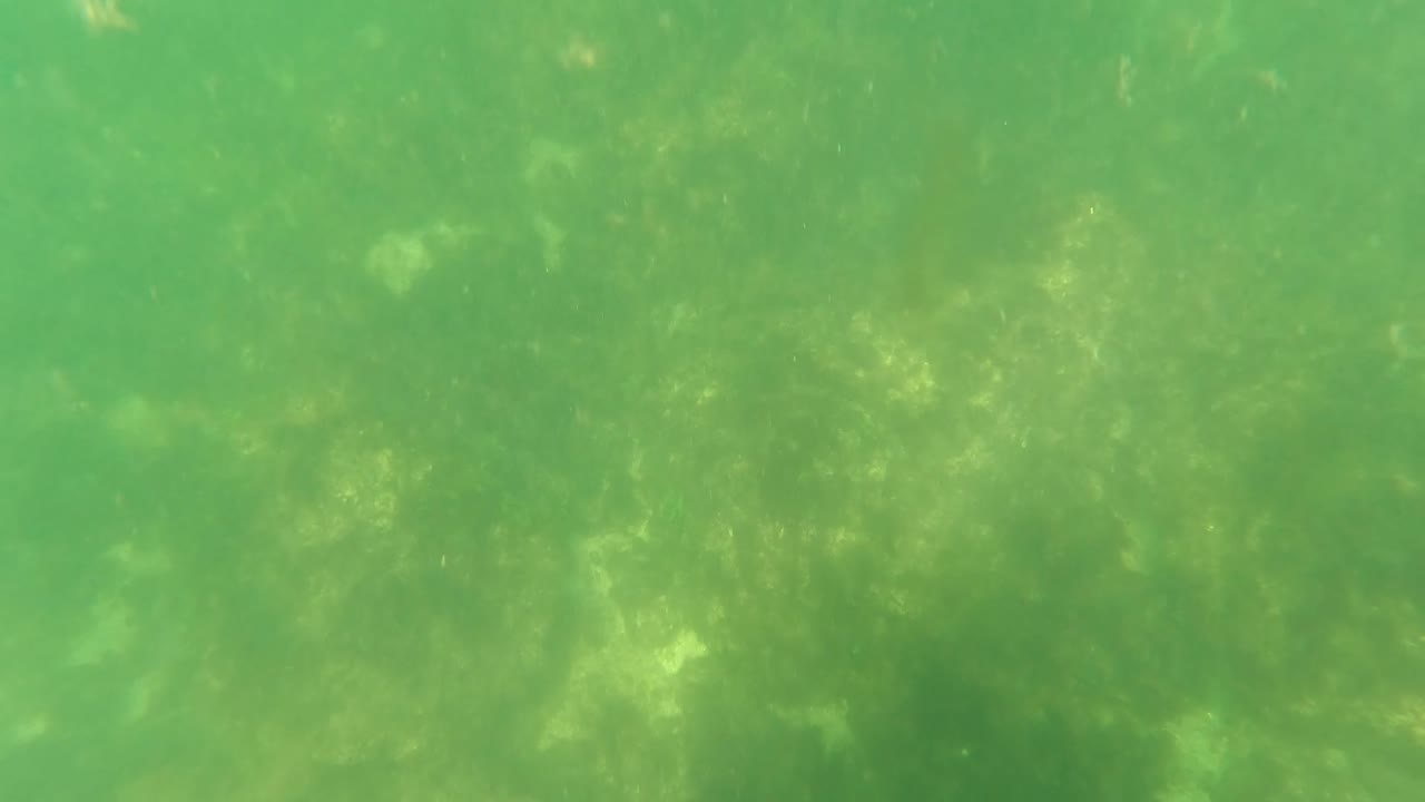 Green-tinted underwater view in San Jose del Cabo with soft seabed texture and no visible people before the snorkel gear enters the frame.