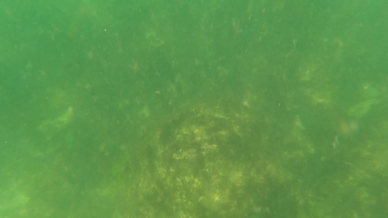 Green underwater view over algae-covered rocks