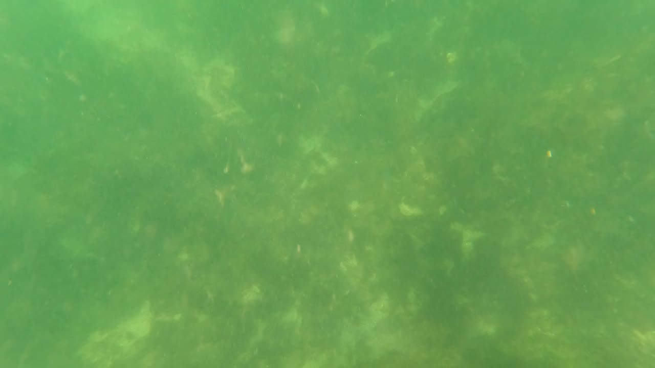 Murky green water in San Jose Del Cabo shows soft light over underwater vegetation and indistinct small fish shapes, with no visible people.