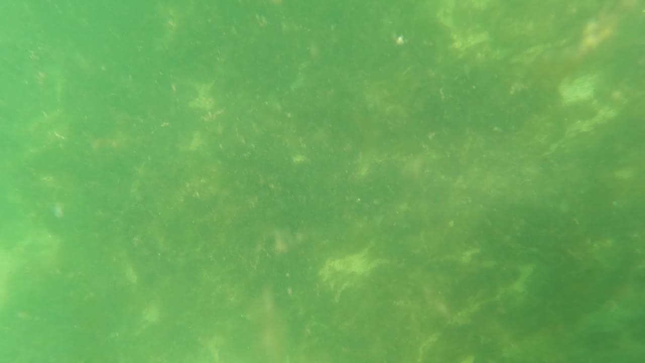 San Jose Del Cabo underwater frame with algae-coated rocks, green water, and scattered particles across the view, with no visible people.