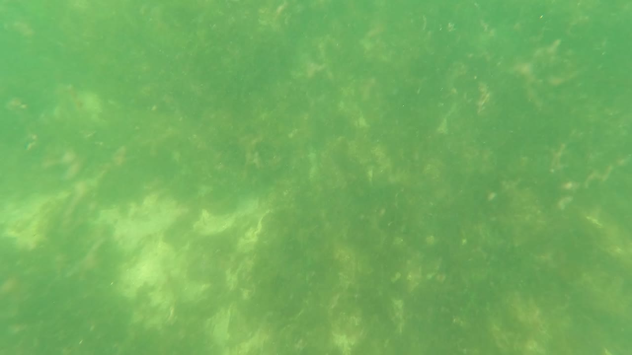 Green underwater view in San Jose Del Cabo with pale rocks, algae patches, and soft filtered light across the seabed, with no visible people.