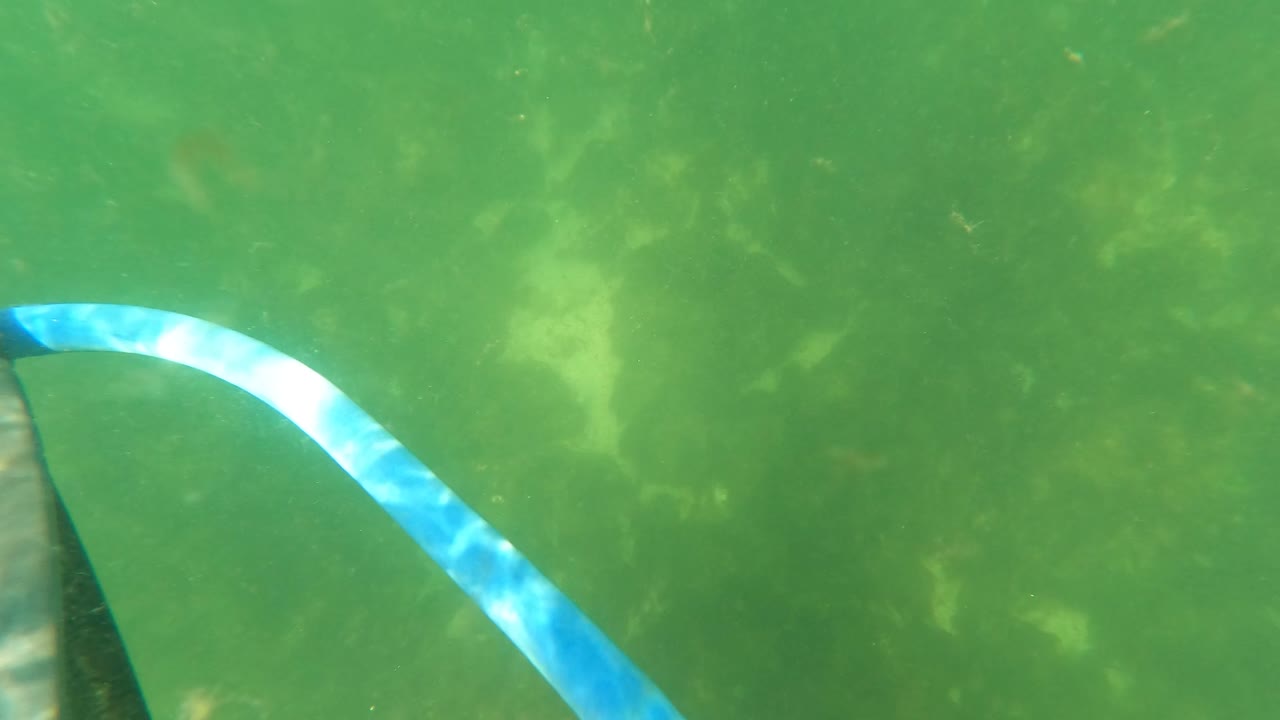 Blue and white striped hose underwater in green water
