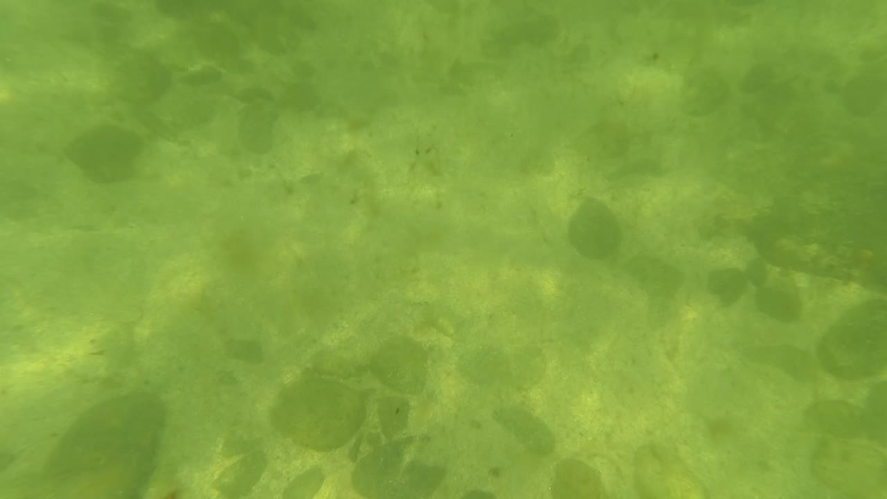 A small fish is visible over the green-tinted sandy and pebbly seabed in San Jose del Cabo, with no visible people in the frame.