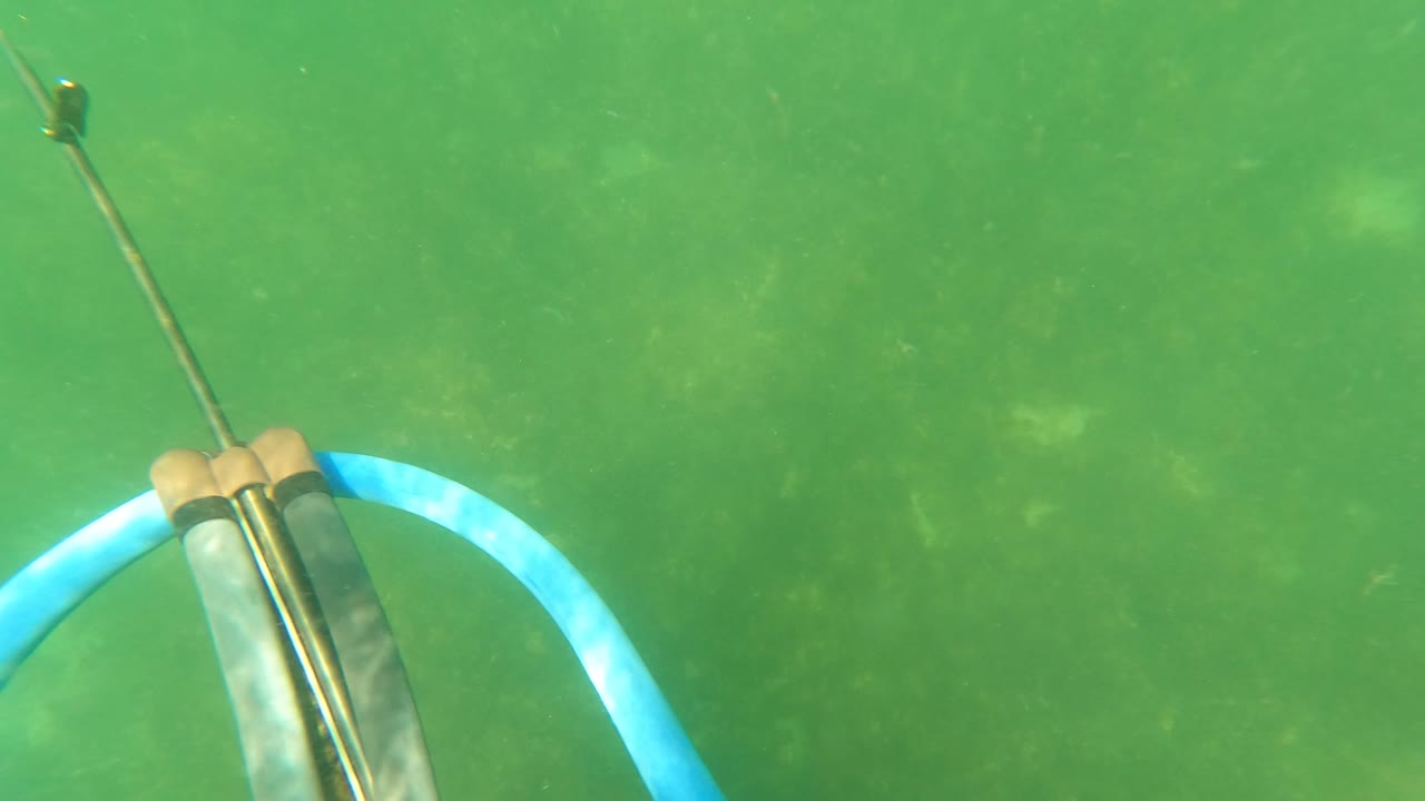 Speargun tip and blue band low in green water.