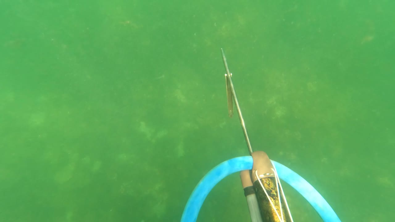 A blue speargun band arcs across the right side of the green underwater frame in San Jose del Cabo, with the seabed blurred below and no visible people.