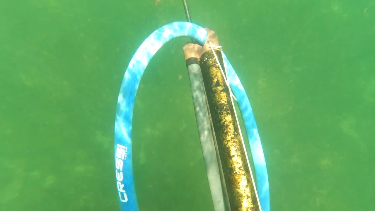 Speargun shaft and blue band aimed underwater