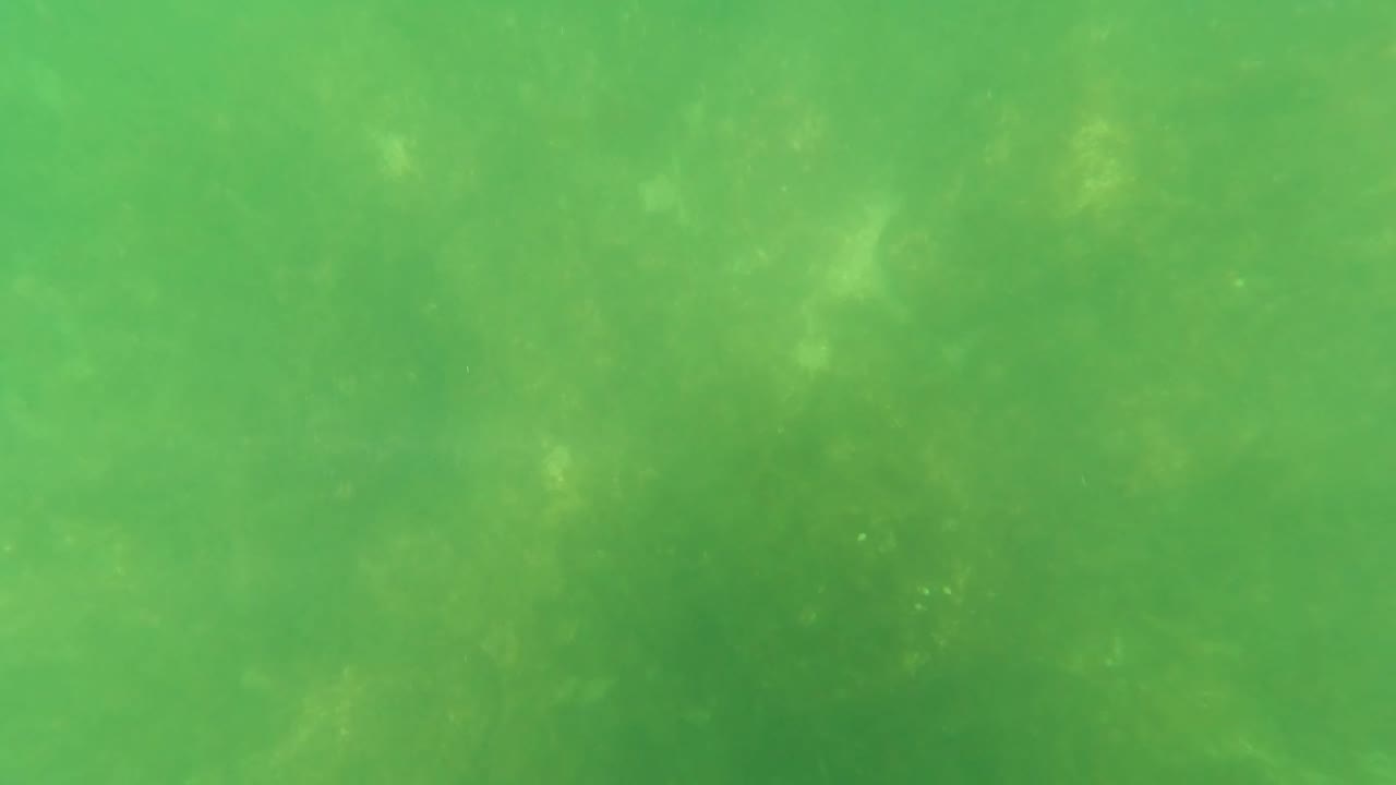 Murky green underwater view with faint seabed texture