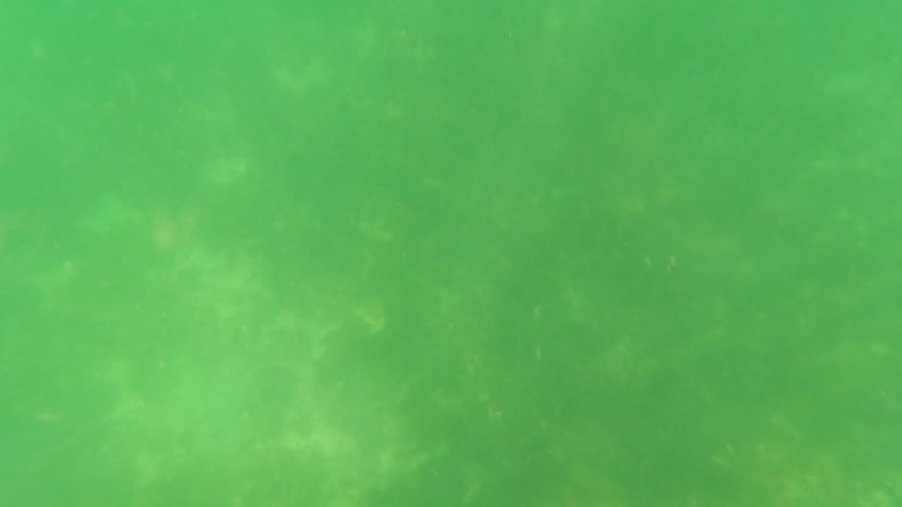 Murky San Jose Del Cabo underwater view with denser green haze, faint floor shapes, and no visible people.