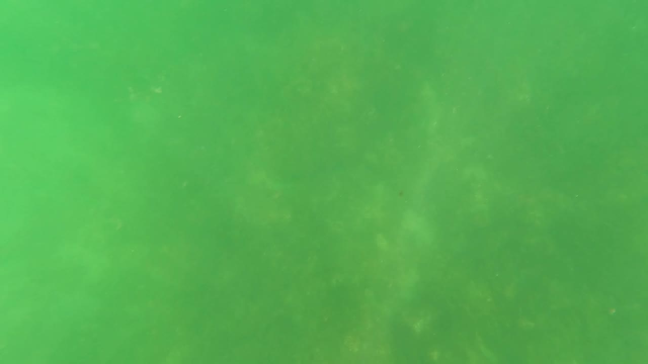 Hazy green water with pale seabed patches