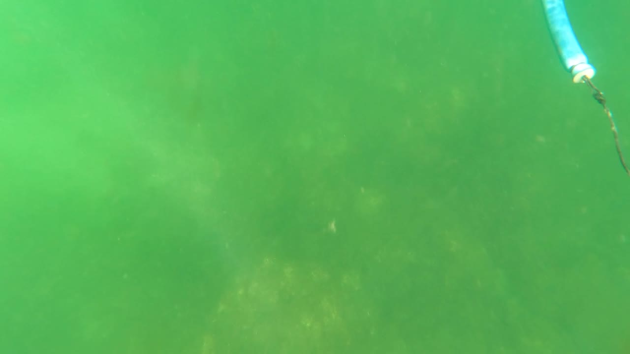 Green murky underwater view in San Jose Del Cabo with the seabed faintly visible below and no visible people.