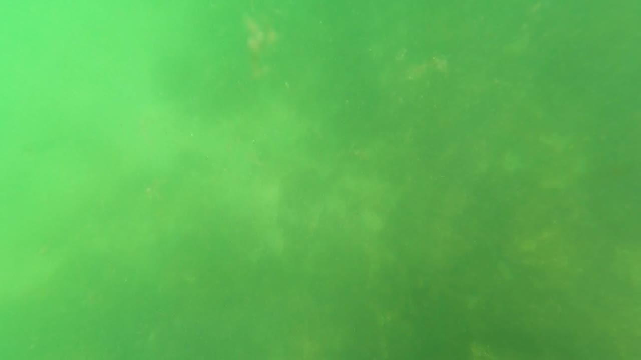 Murky green underwater view in San Jose Del Cabo with a small blue object near the top edge and no visible people.