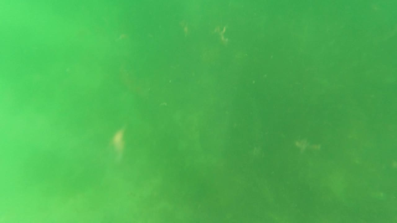 Green underwater haze over a faint seabed in San Jose Del Cabo, with suspended particles and no visible people.