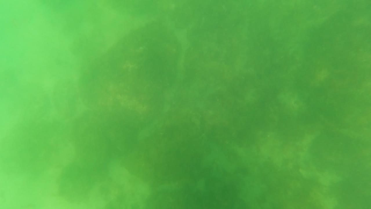 Murky green ocean water in San Jose Del Cabo, Baja California Sur, Mexico, with dim fish silhouettes dispersed across the hazy midground and no visible people.
