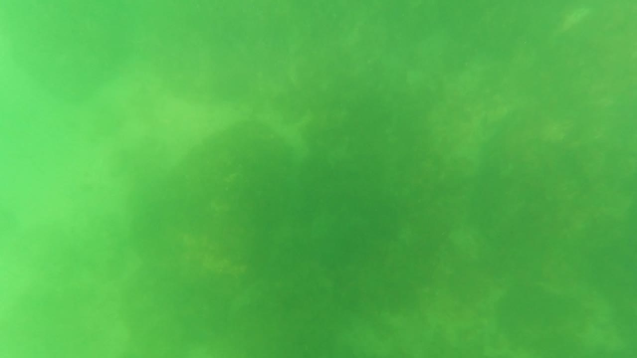 Hazy green underwater view from San Jose Del Cabo, Baja California Sur, Mexico, with subtle fish shapes blending into the background and no visible people.