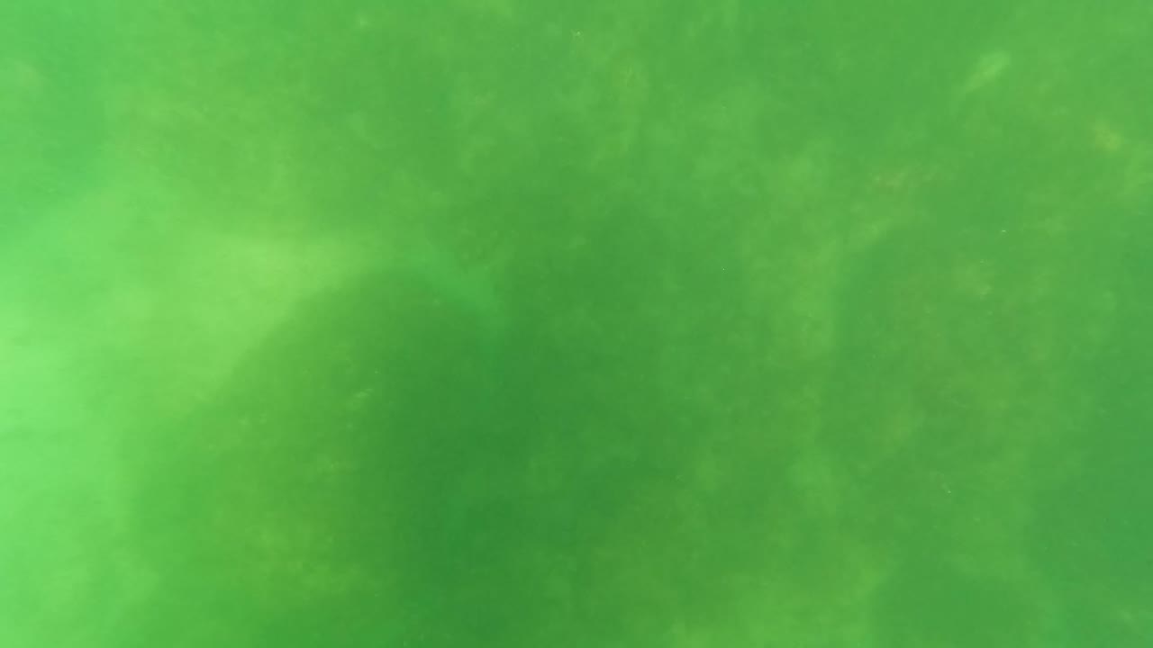 Mid-clip frame of San Jose Del Cabo underwater footage, showing faint fish forms near the center of a green hazy water field with no visible people.