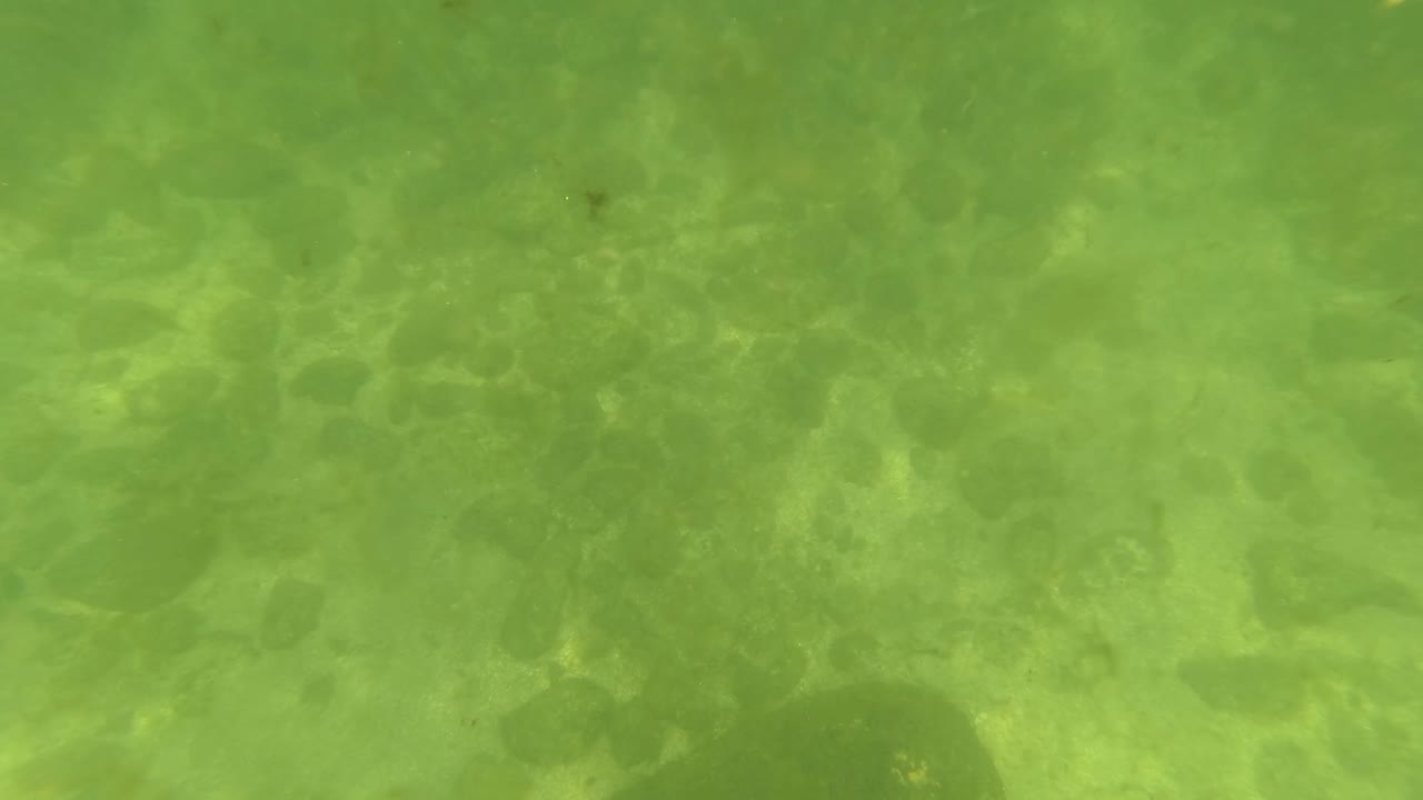 Green underwater seabed with dappled sunlight and dark rock patches.