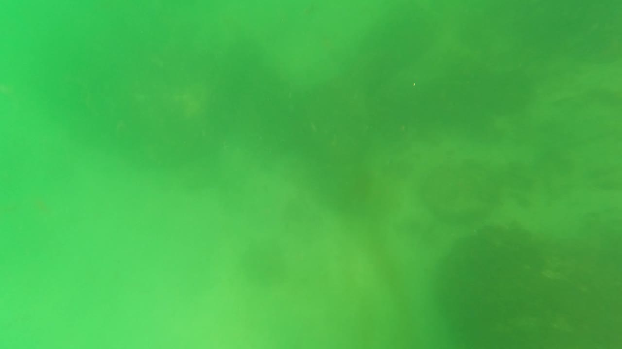 Green underwater frame in San Jose del Cabo with a soft rocky seabed visible through haze and no prominent foreground equipment, no visible people.