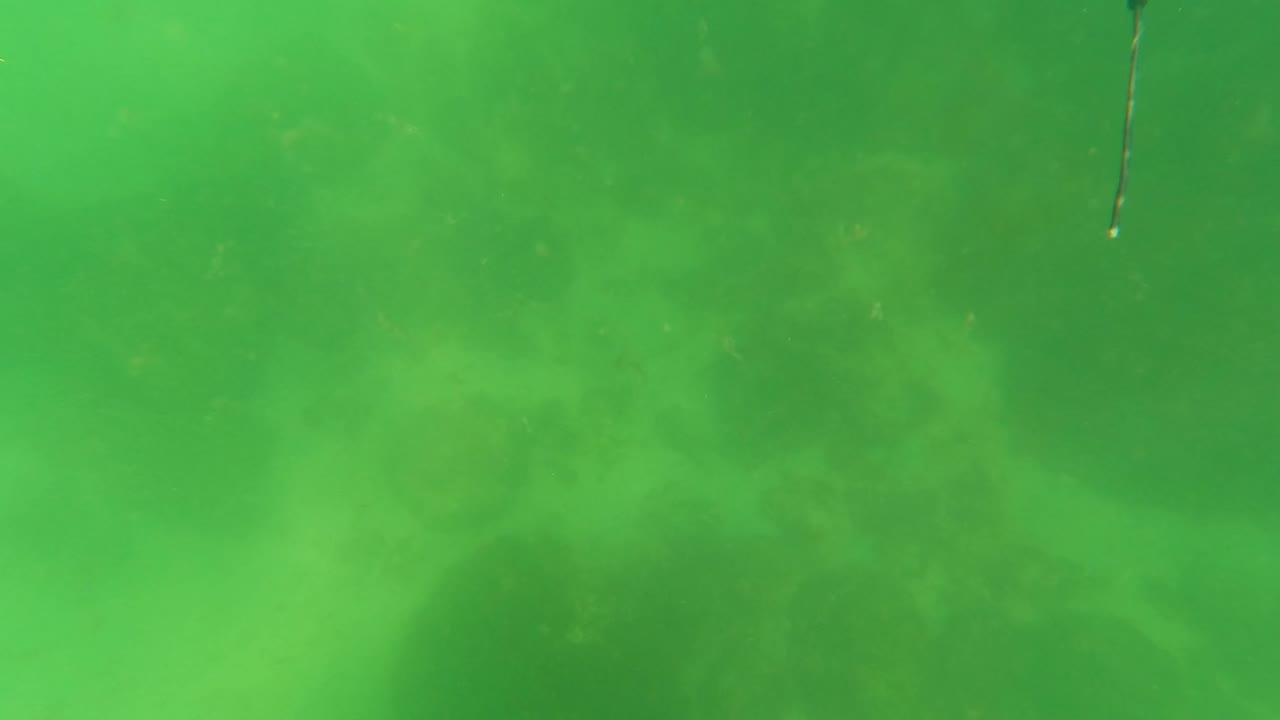 Underwater frame in San Jose del Cabo with the blue striped rope partly visible near the top edge above a blurred rocky seabed, no visible people.