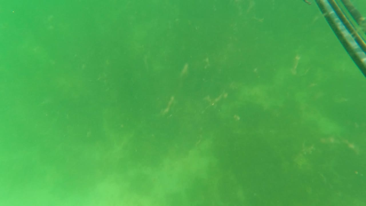 A dark speargun or rod enters from the upper right over murky green water in San Jose Del Cabo, Baja California Sur, with no visible people.