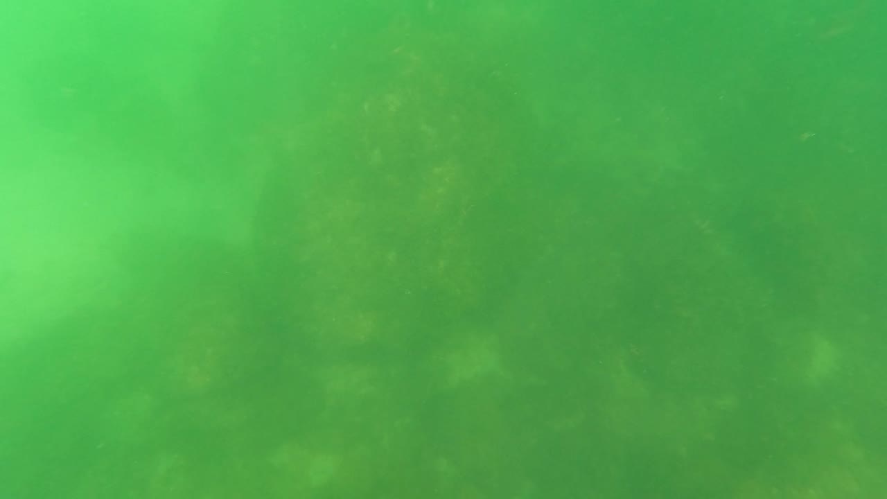 Filtered green water covers a faint rocky seabed with suspended particles in this San Jose del Cabo underwater frame, with no visible people.