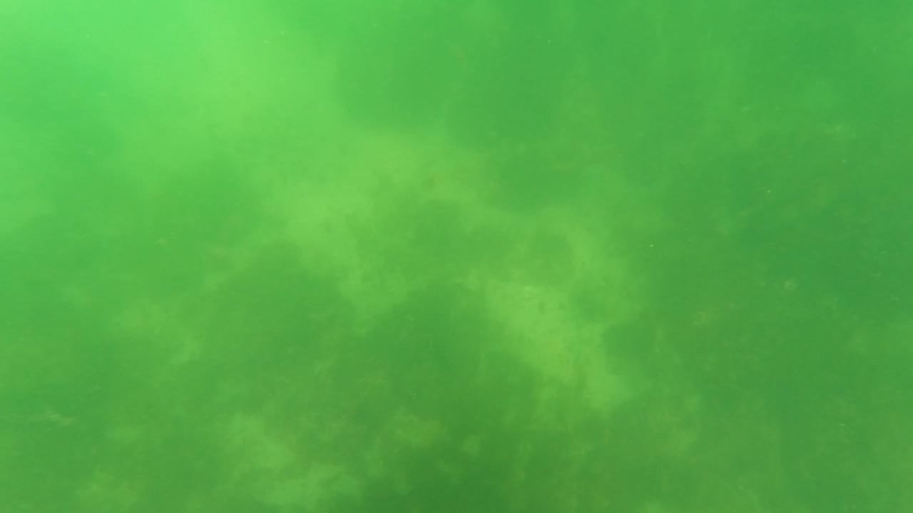 Green murky underwater seabed with blue hose and metal pole near the upper right.