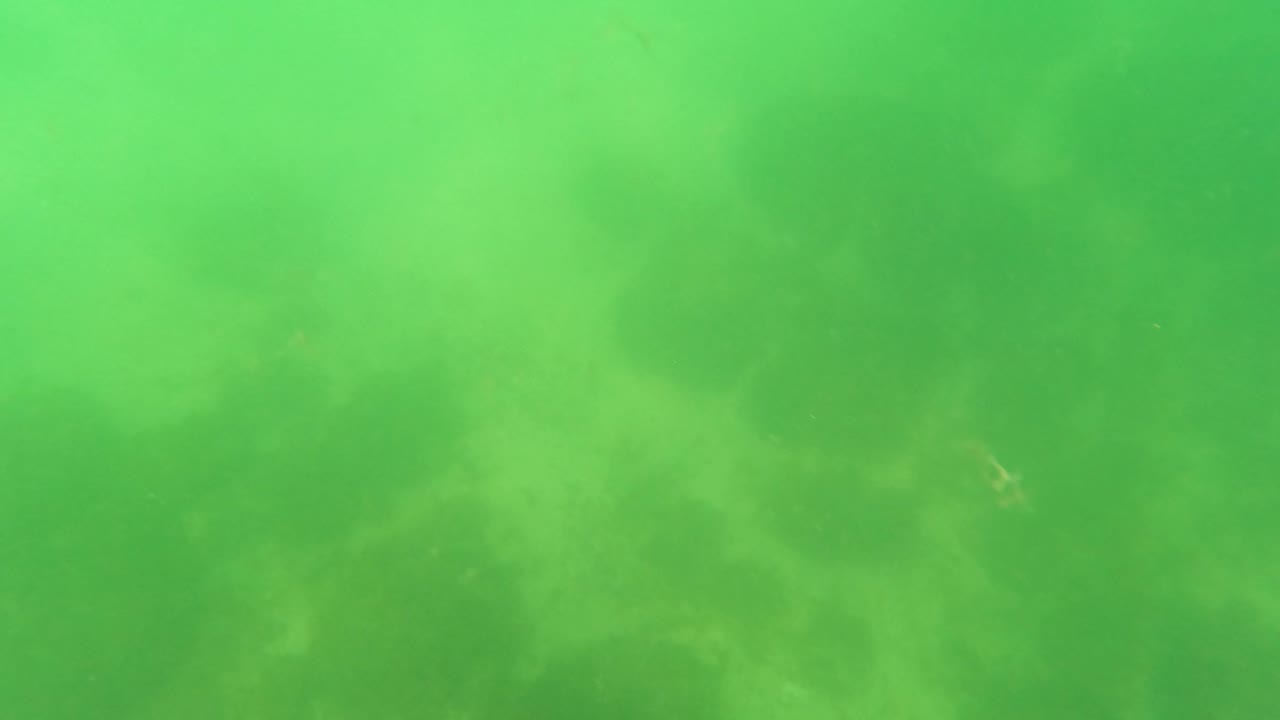 San Jose del Cabo underwater frame with green haze, faint seabed texture, suspended particles, and the blue hose and metal pole shifted toward the right edge, with no visible people.