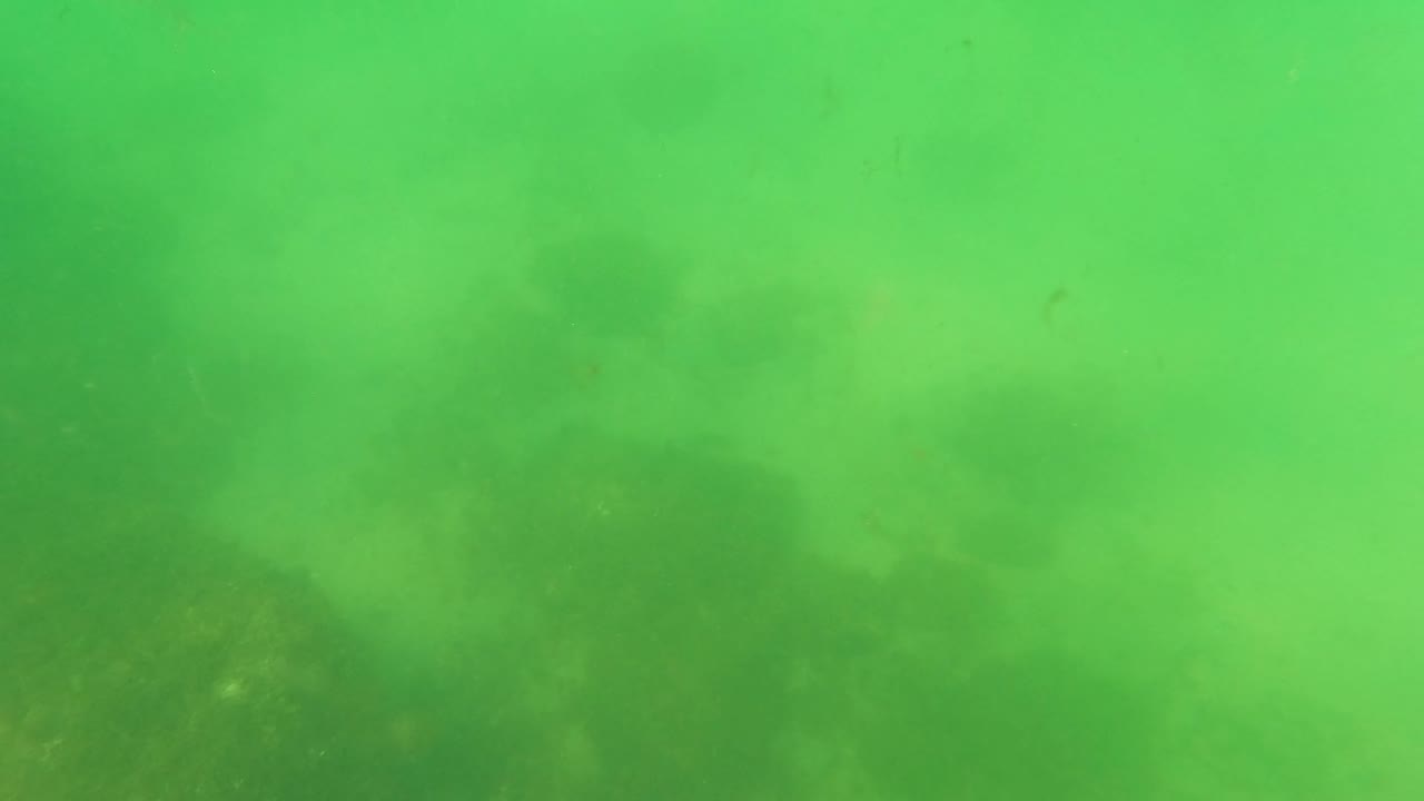 A hazy green underwater view in San Jose del Cabo shows faint seabed detail, drifting particles, and small marine life shapes without the main equipment centered, with no visible people.
