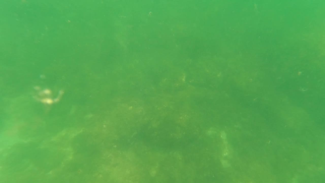 Green underwater view in San Jose del Cabo showing a rocky sandy seabed, algae, suspended particles, and faint small fish with no visible people.