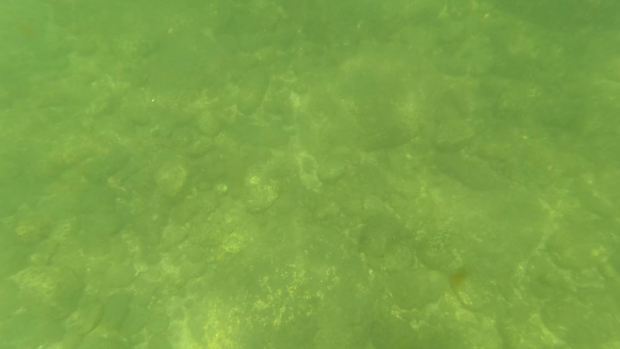 Mid-clip underwater frame in San Jose del Cabo with rocks, sandy patches, and faint plant-like growth visible below the green surface haze, with no visible people.