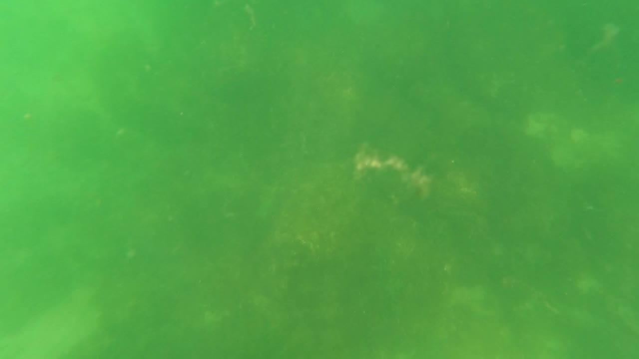Green underwater view in San Jose Del Cabo, Baja California Sur, showing a hazy shallow seabed with faint rocks and marine vegetation, with no visible people.