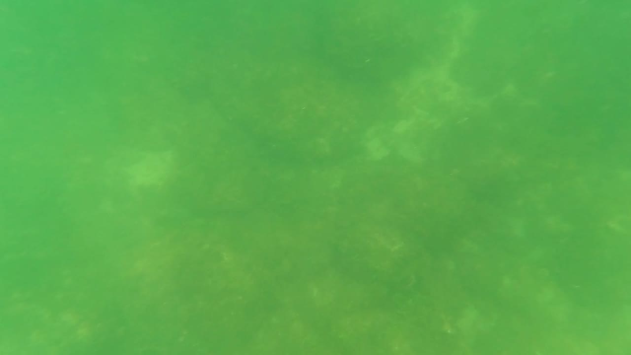 Hazy green underwater view in San Jose Del Cabo, Baja California Sur, showing scattered seabed rocks and muted marine vegetation, with no visible people.
