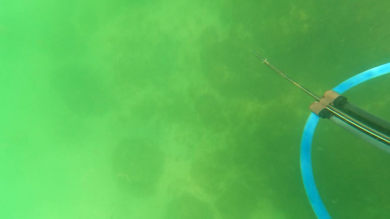 Spearfishing gear appears over the green seabed.