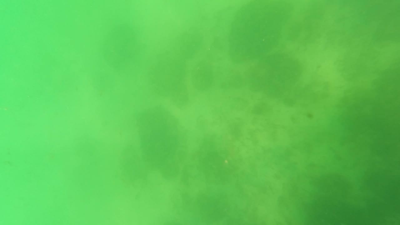 Murky underwater view in San Jose del Cabo with a faint spearfishing spear tip near the frame edge, green haze, dark seabed patches, and no visible people.