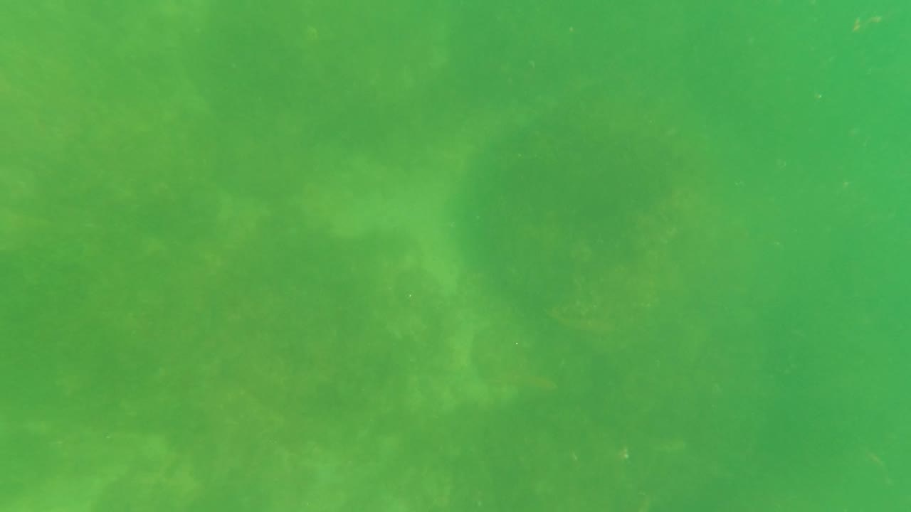 Green underwater view over rocky seabed