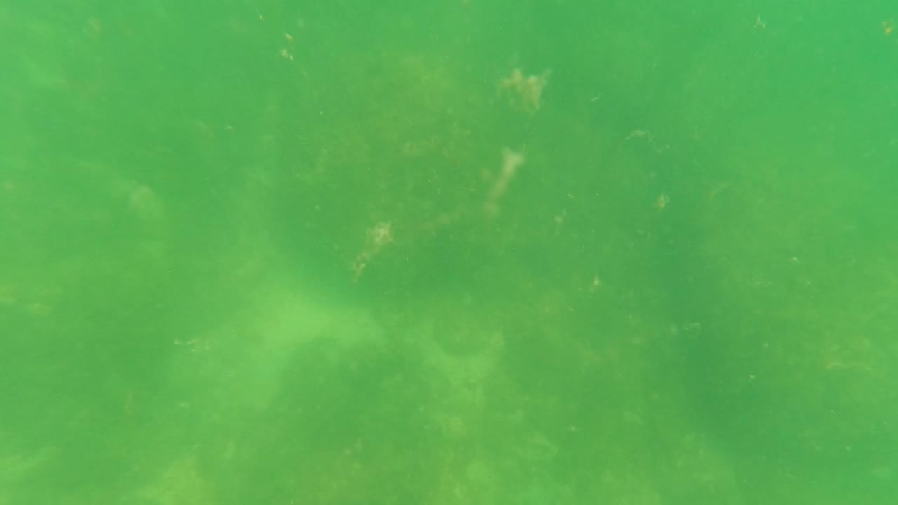 Rocky ocean floor remains visible through green water in San Jose Del Cabo, with soft light and no visible people.