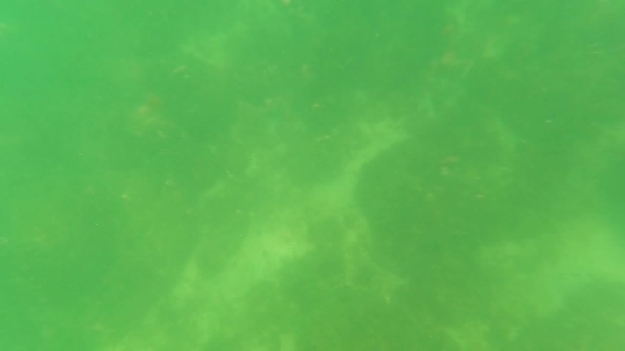 Cloudy green water covers a rocky seabed in San Jose Del Cabo, with the bottom texture still visible and no visible people.