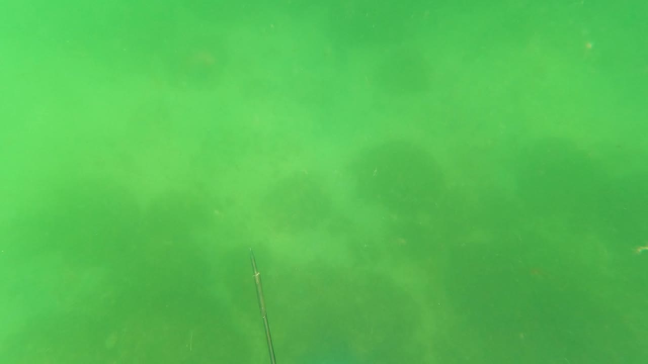 Speargun tip and blue line in green murky water.