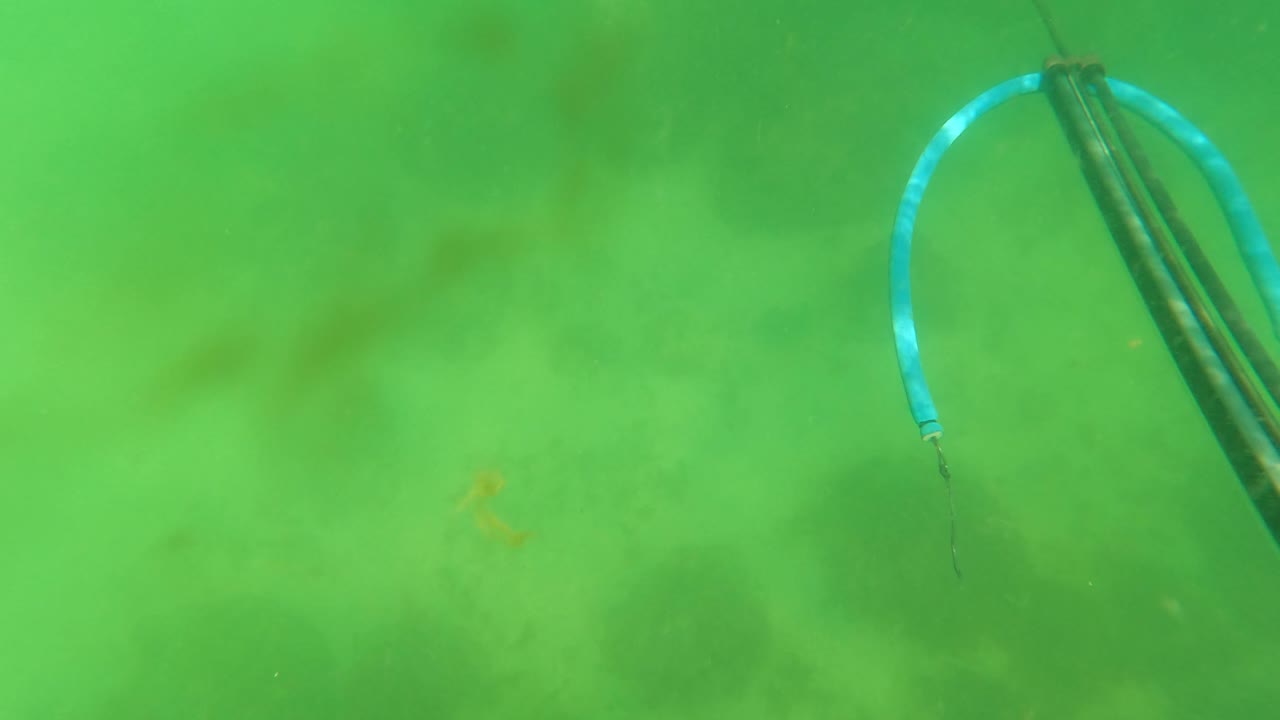 At 0:03, the speargun body is more prominent in the lower half of the green underwater frame in San Jose Del Cabo, with a blue line loop and no visible people.
